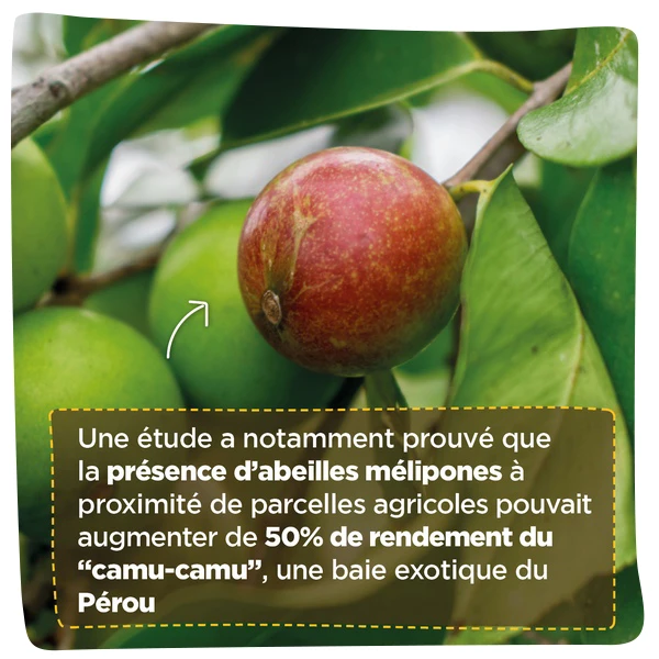 Explication Abeilles mélipones bien-faits