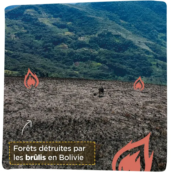 Forêt détruites par les brûlis en Bolivie