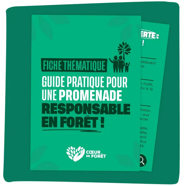 GGuide pratique pour une promenade responsable en Forêt