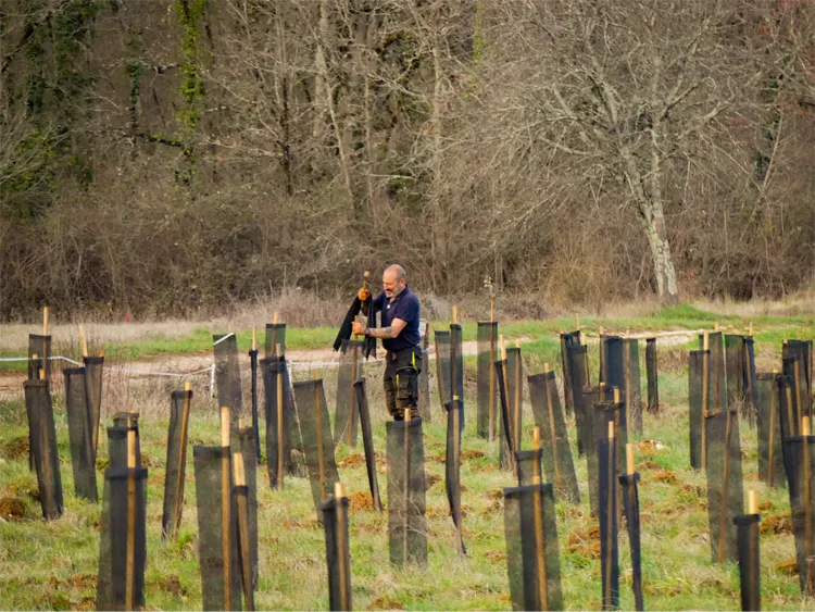 Plantation_arbre_France