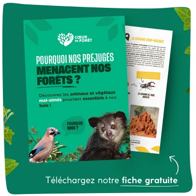 Fiche pourquoi nos préjugés menacent nos forêts ?