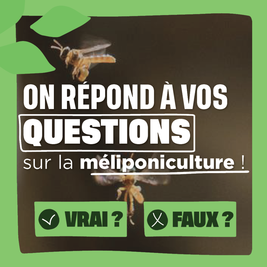 On répond à vos questions sur la méliponiculture