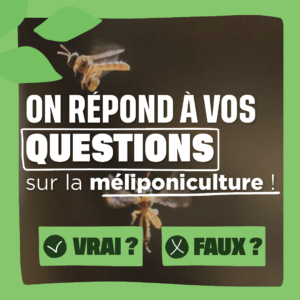 On répond à vos questions sur la méliponiculture