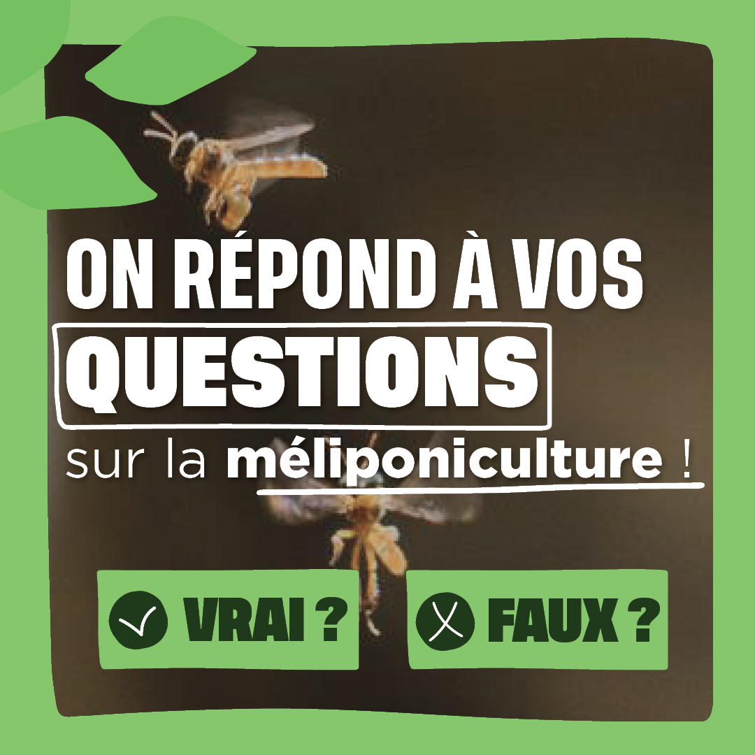On répond à vos questions sur la méliponiculture