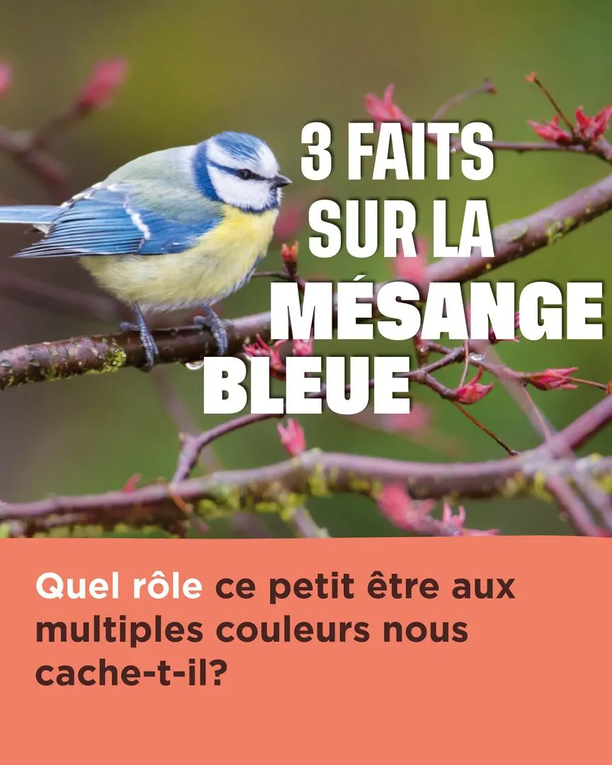 3 faits sur la mésange bleue