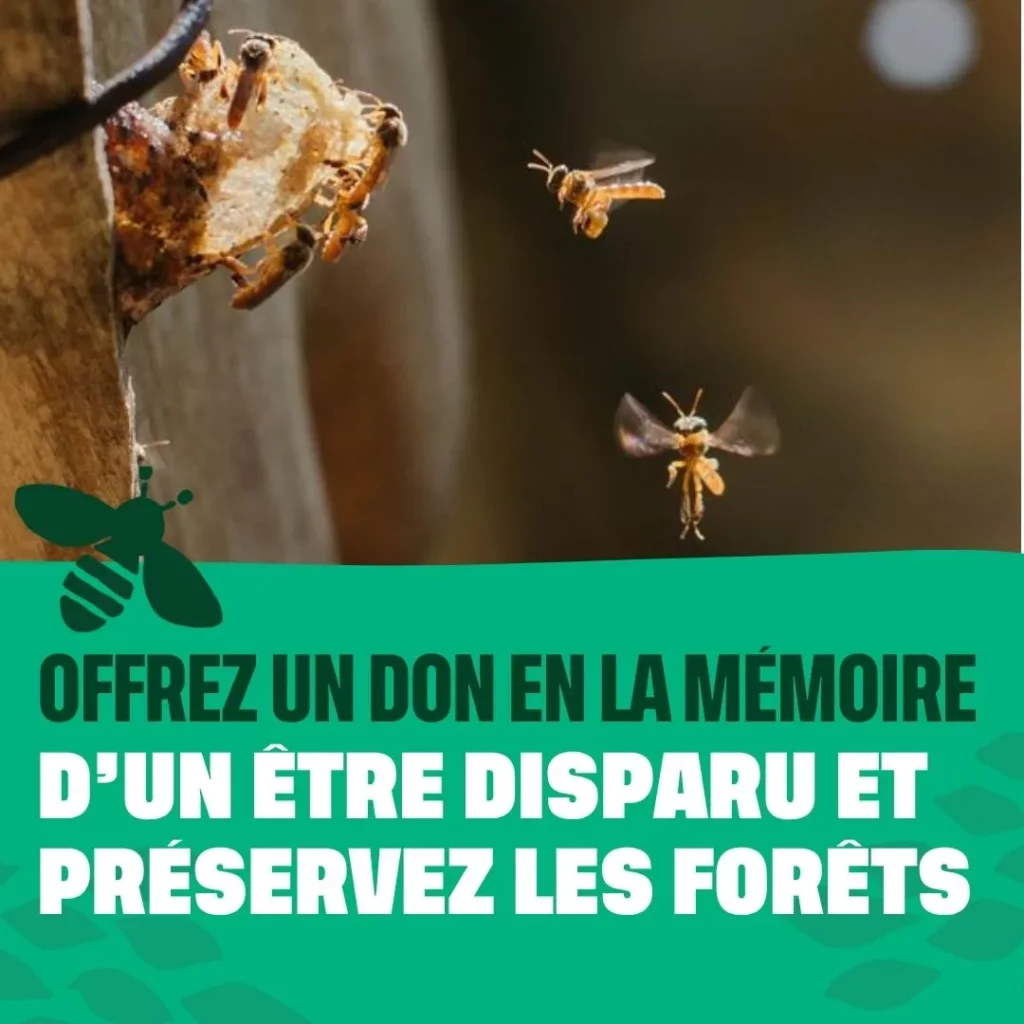 Offrez un don en la mémoire d'un être disparu et préservez les forêts