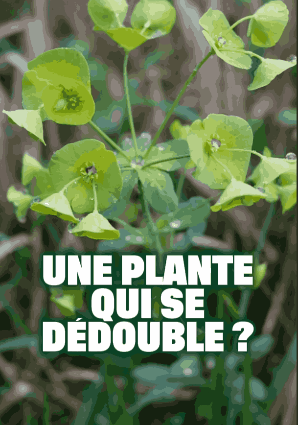 L'euphorbe, une plante qui se dédouble