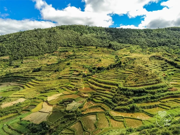 Culture en escalier madagascar