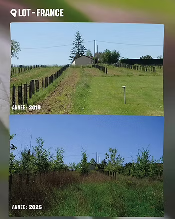 Avant après d'une parcelle reboisée en France