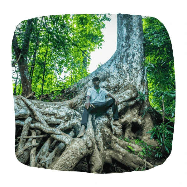 homme sur un canarium