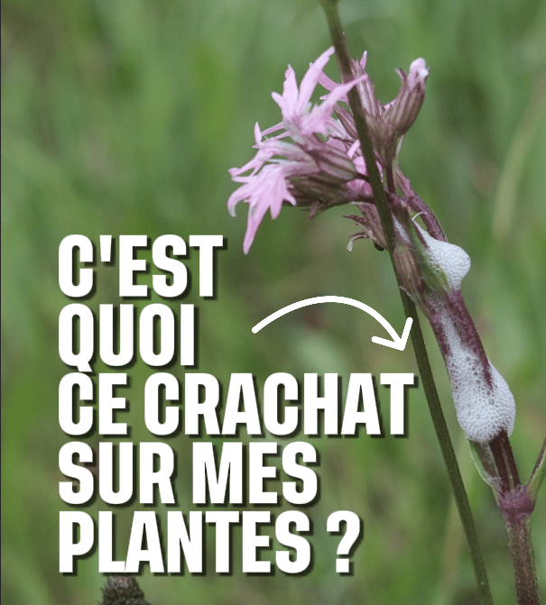 C'est quoi ce crachat sur mes plantes ?