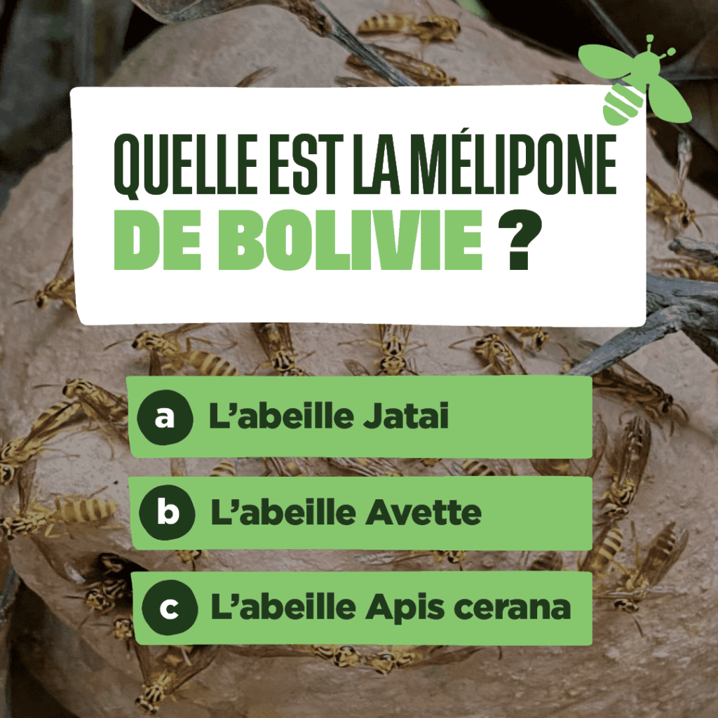 Visuel sur quelle est la mélipone de bolivie