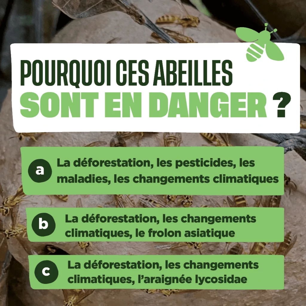 Visuel sur pourquoi les abeilles sont en danger