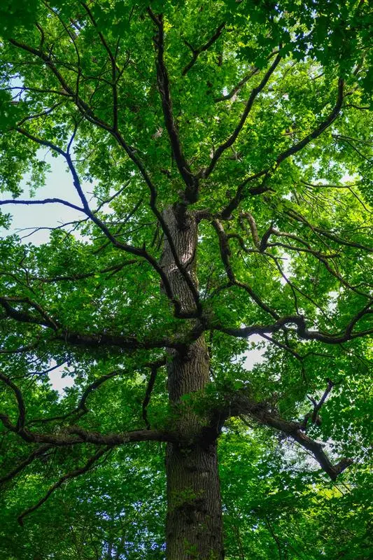 arbres