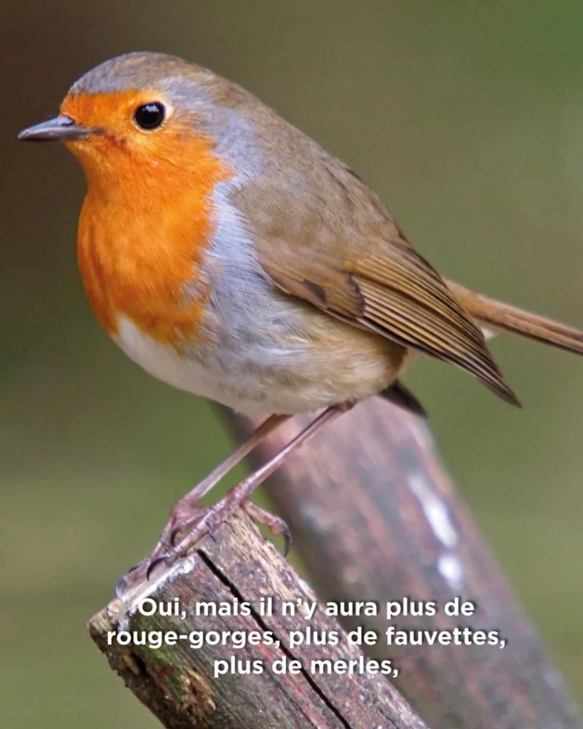 Observer les oiseaux : rouge-gorges