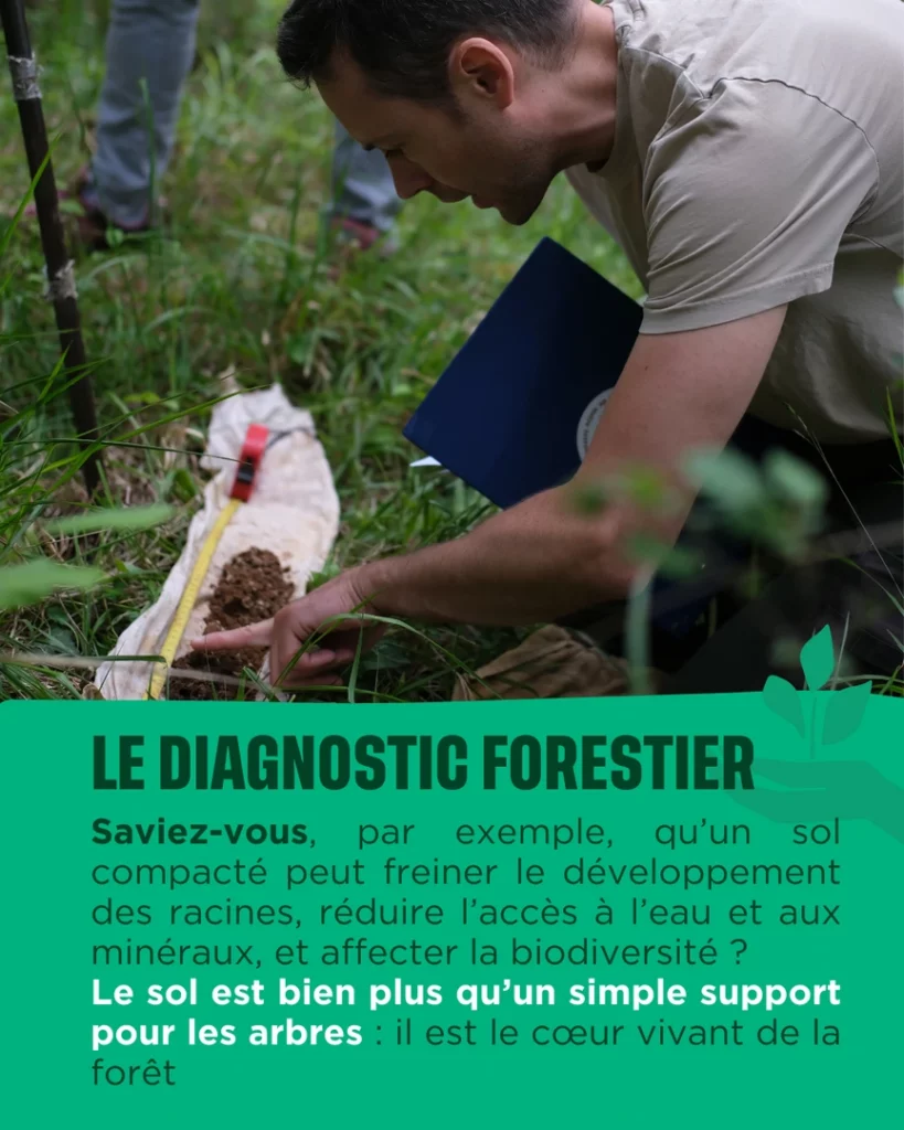 Le diagnostic forestier