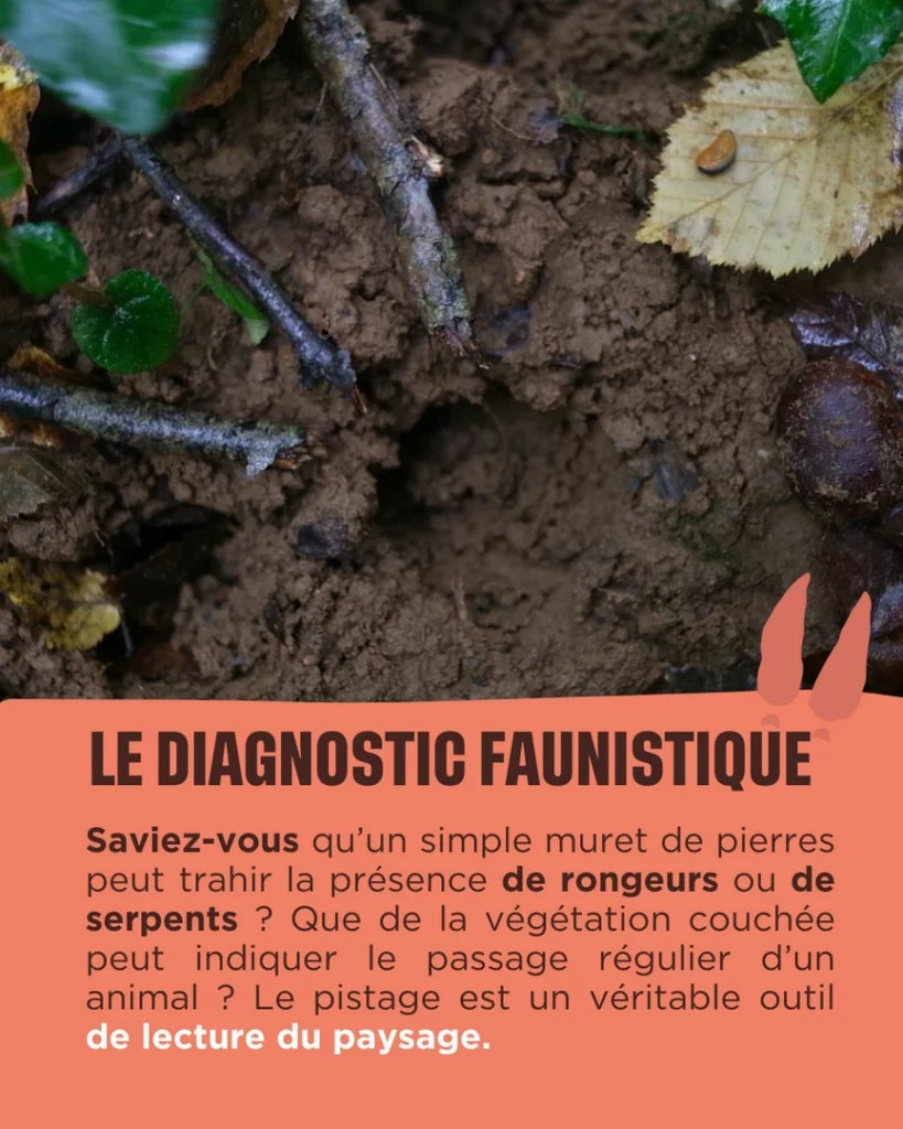 Diagnostique Faunistique