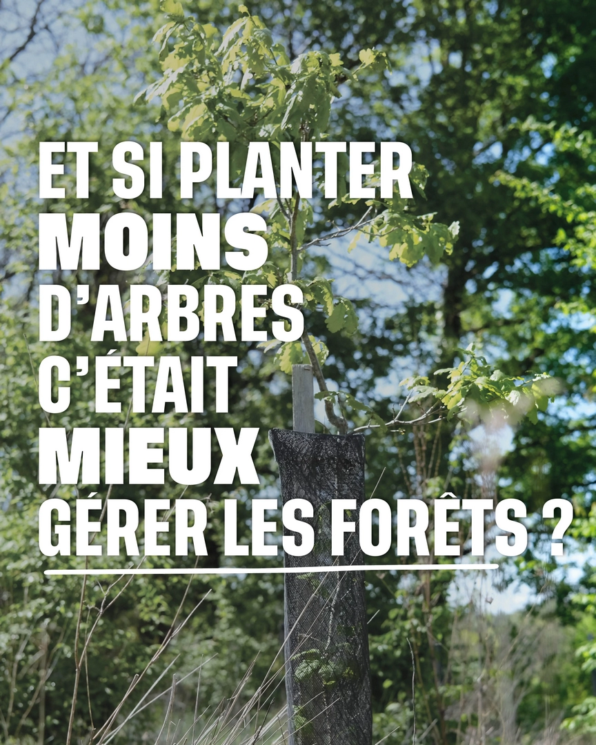 Photo d'une plantation