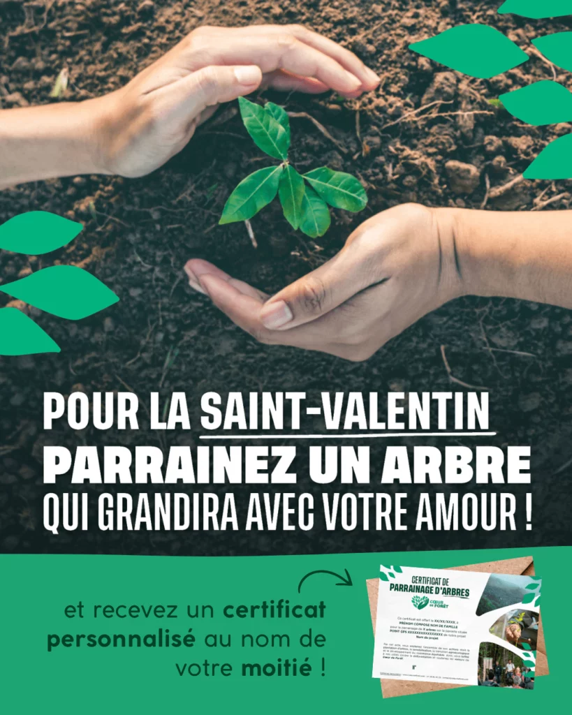 Pour la Saint-Valentin parrainez un arbre qui grandira avec votre amour !