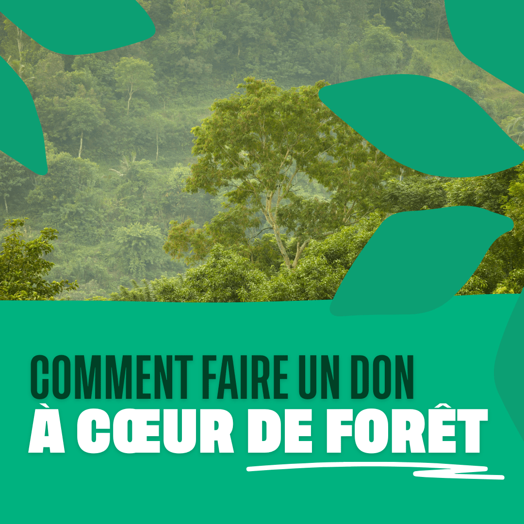 Comment faire un don à Cœur de Forêt