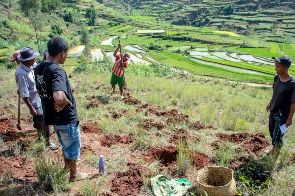 plantation d'arbres sur le projet