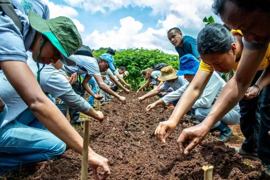 plantation sur un projet