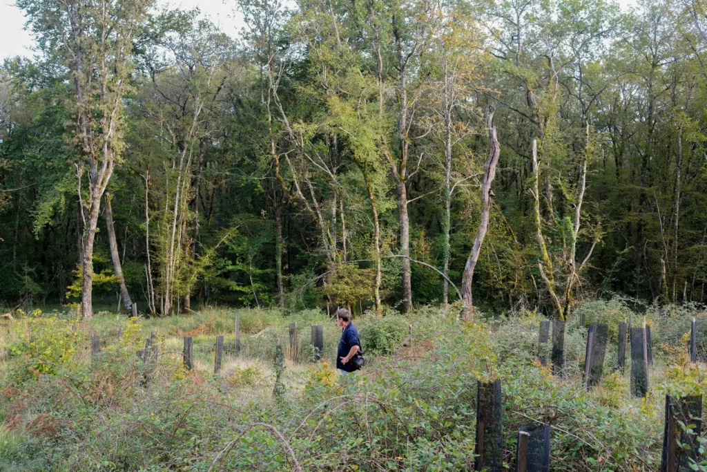Arbres protégés sur notre projet France