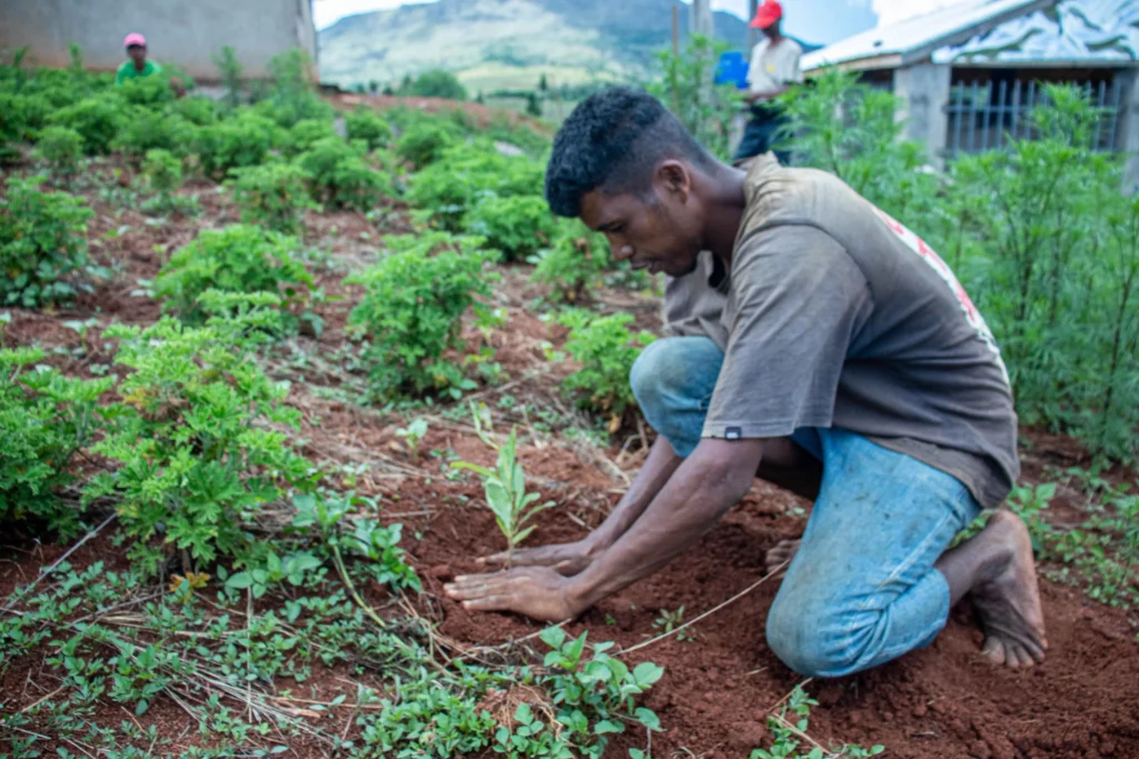 plantation de pousses d'arbres
