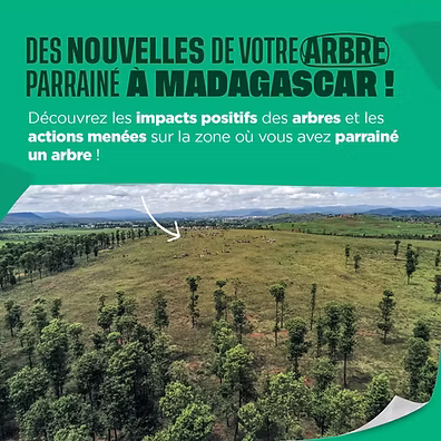 des nouvelles de votre arbre