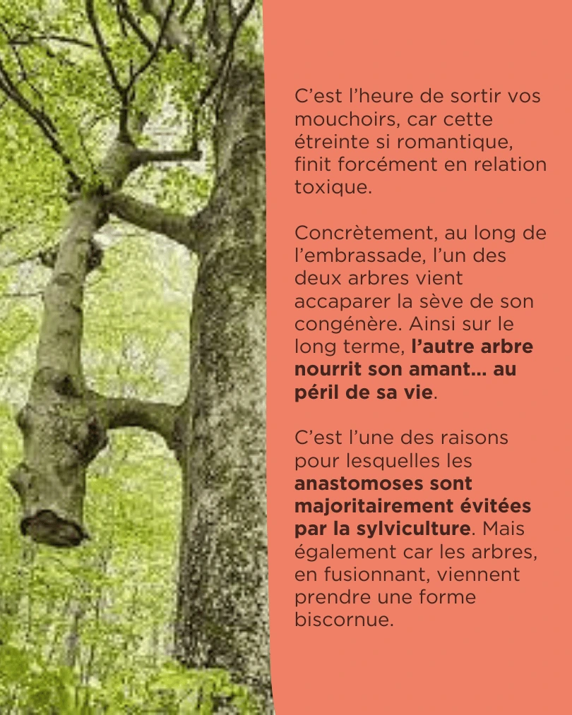 Un arbre s'accroche à un autre arbre mort : l'anastomose