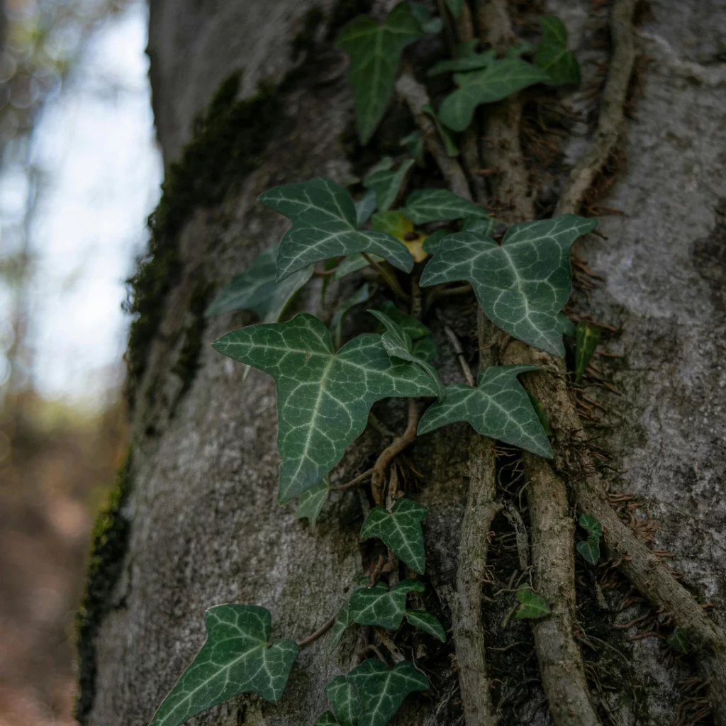 Lierre sur un arbre en forêt