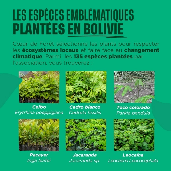 les espèces plantées