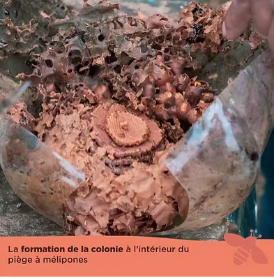 la formation de la colonie