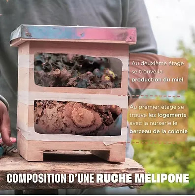 ruche mélipone
