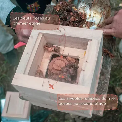 la conception des oeufs