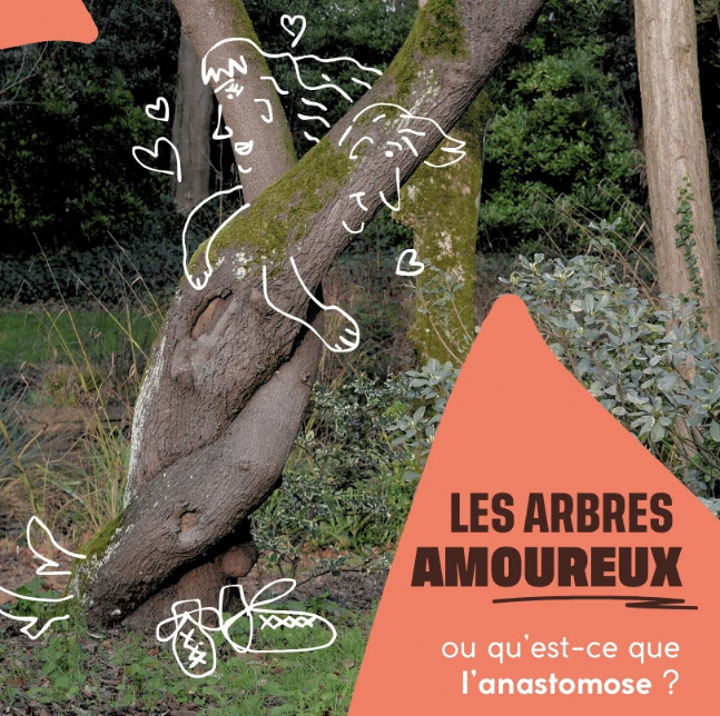 Les arbres amoureux, qu'est ce que l'anastomose ?