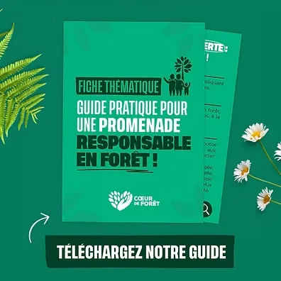 Guide thématique promenade responsable en forêt