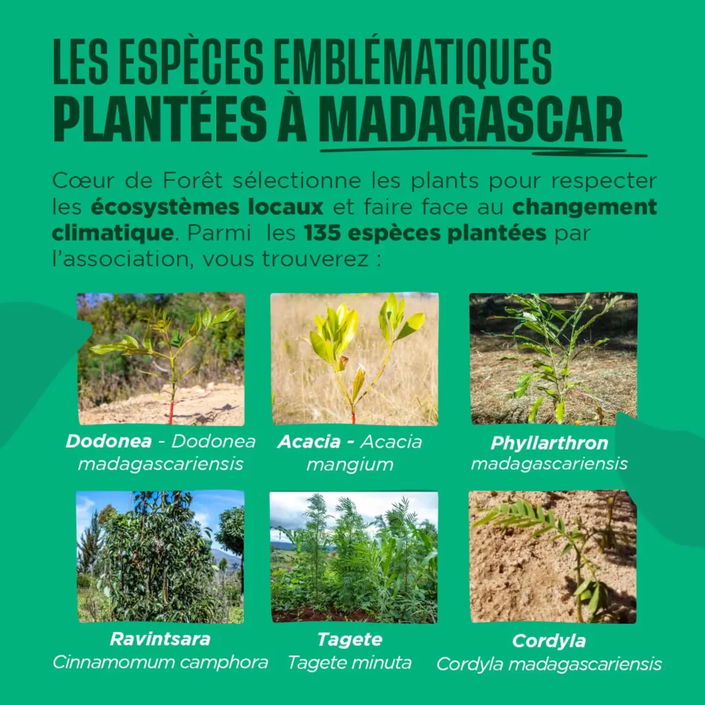 Les espèces emblématiques plantées à Madagascar