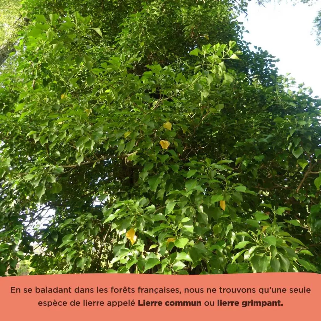 Le lierre commun, roi de nos forêts françaises