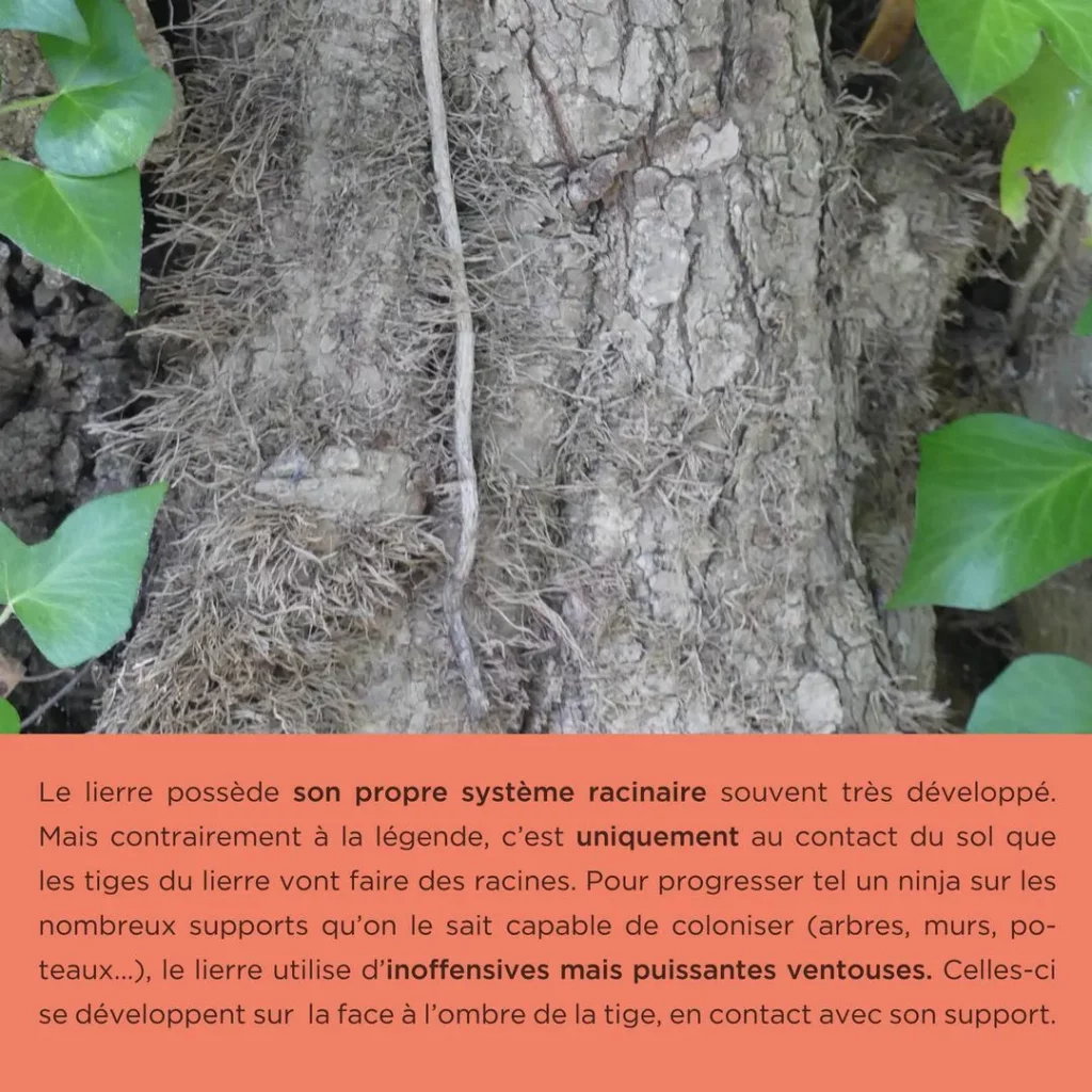 Les racines du lierre