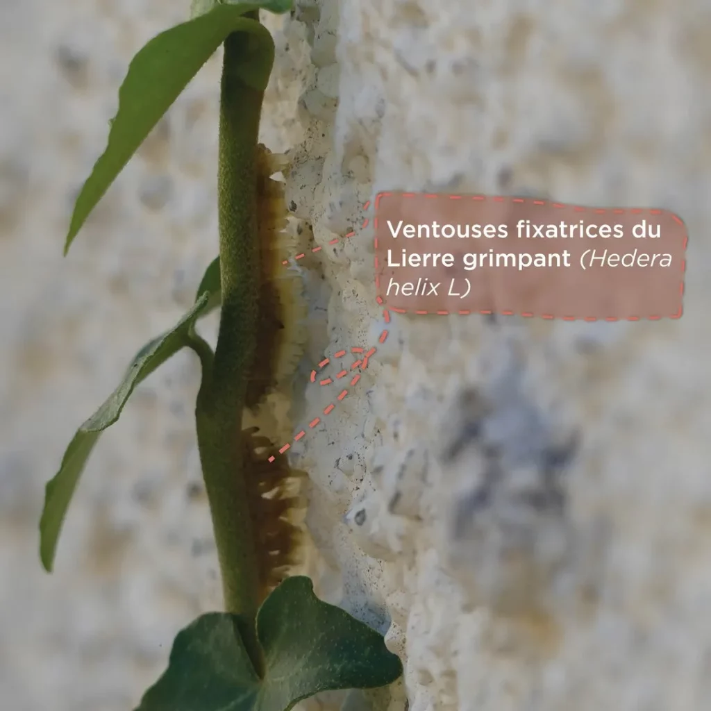 Les ventouses du lierre