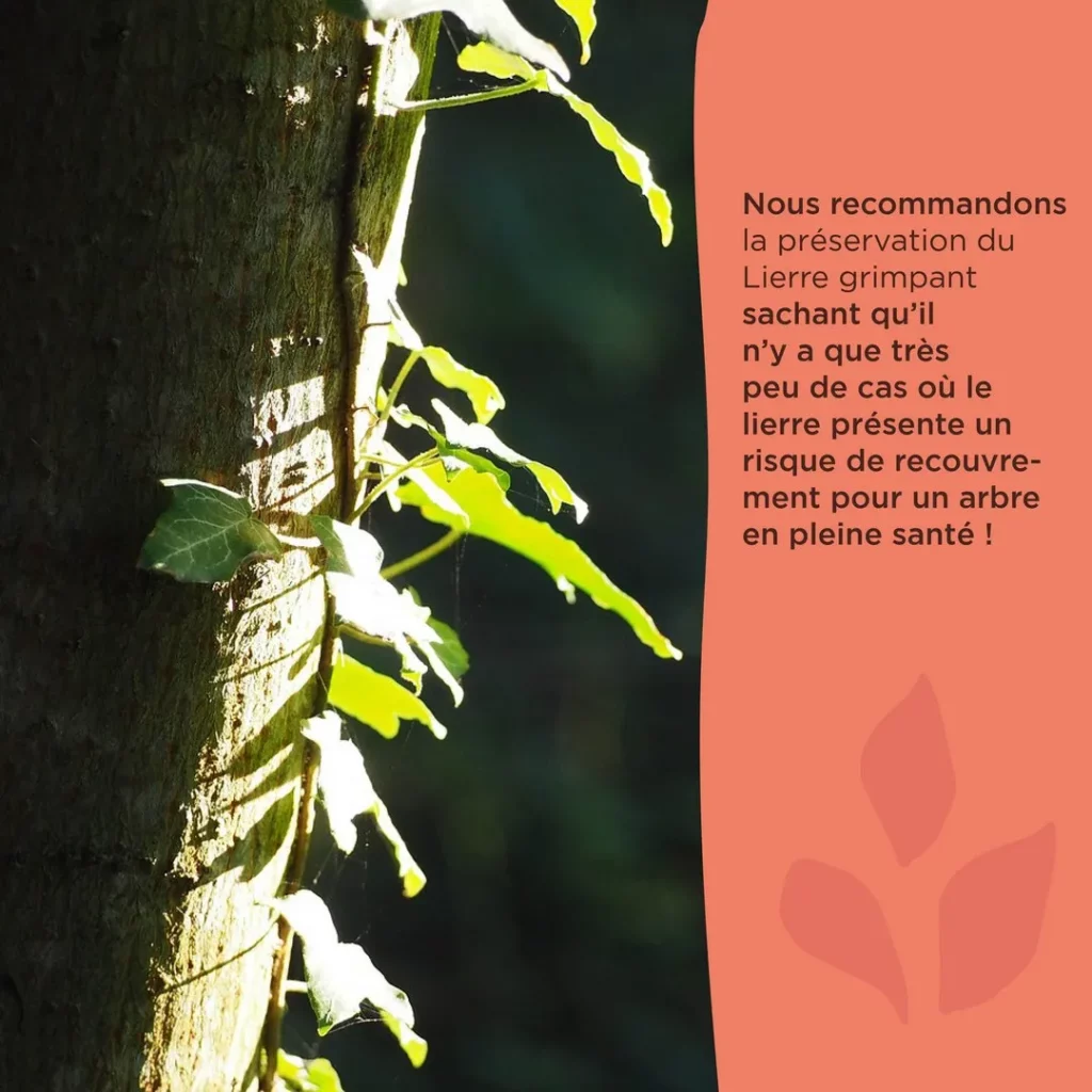 Photo de lierre sur un tronc