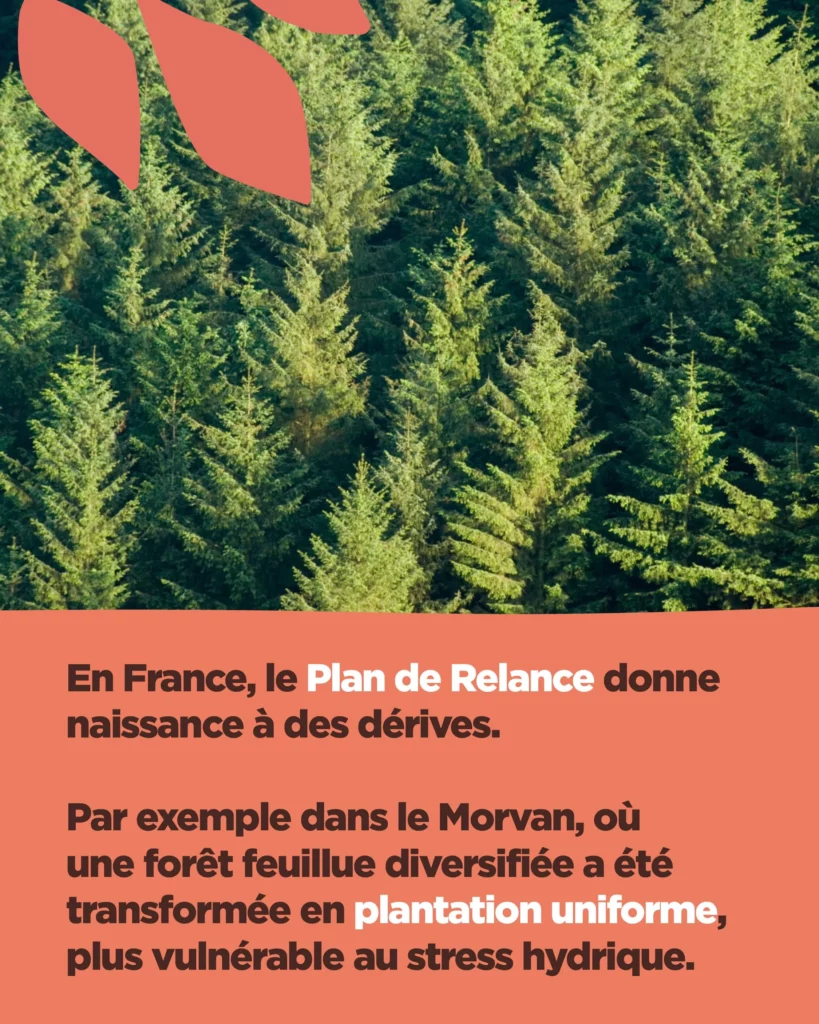 Plantation de pins dans le cadre du plan de relance en France