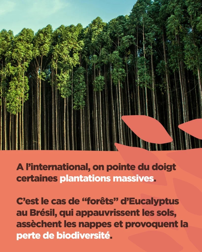 Plantation d'Eucalyptus au Brésil