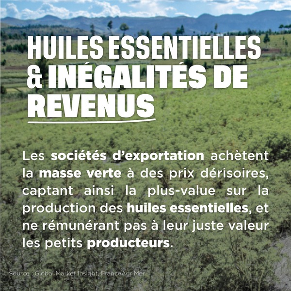 Huiles essentielles et inégalités de revenus