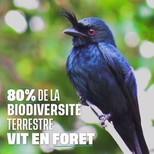 La biodiversité menacée par les brûlis en forêt
