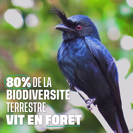 La biodiversité menacée par les brûlis en forêt