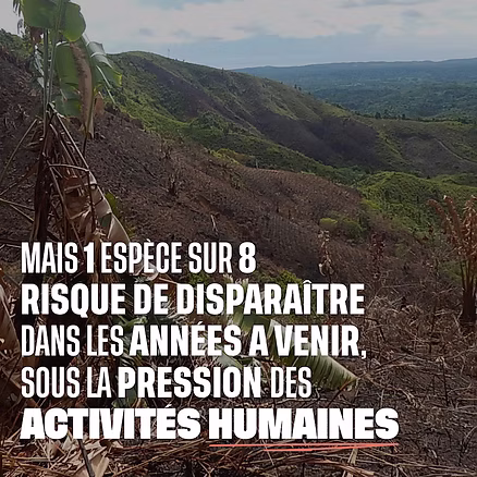 1 espèce sur 8 risque de disparaitre dans les années à venir sous la pression des activités humaines : et notamment le brûlis