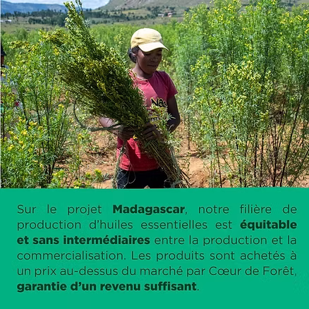 La production d'huiles essentielles sur le projet Madagascar de Coeur de Forêt