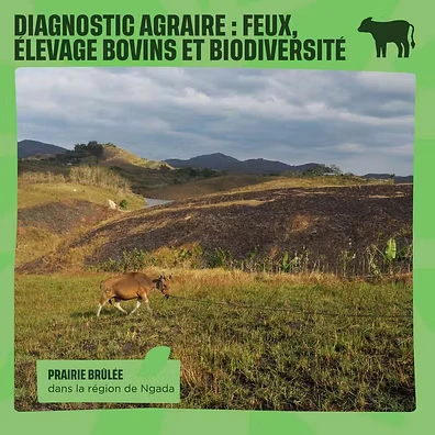 vache dans une prairie